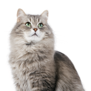 Котам